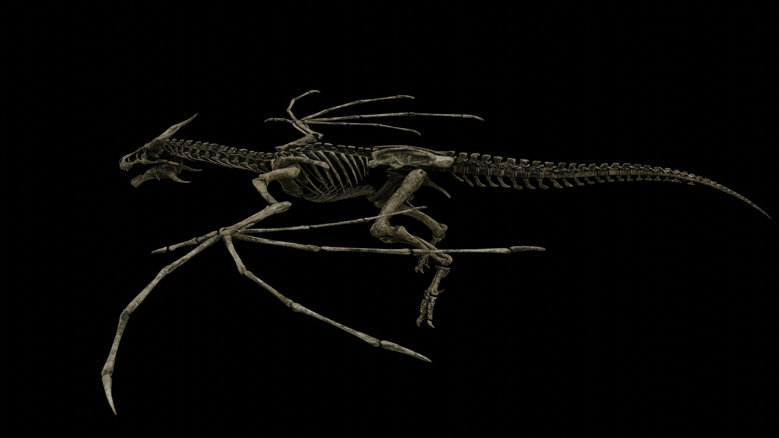 Dragon Wyvern Skeleton Low-poly 3D model_18