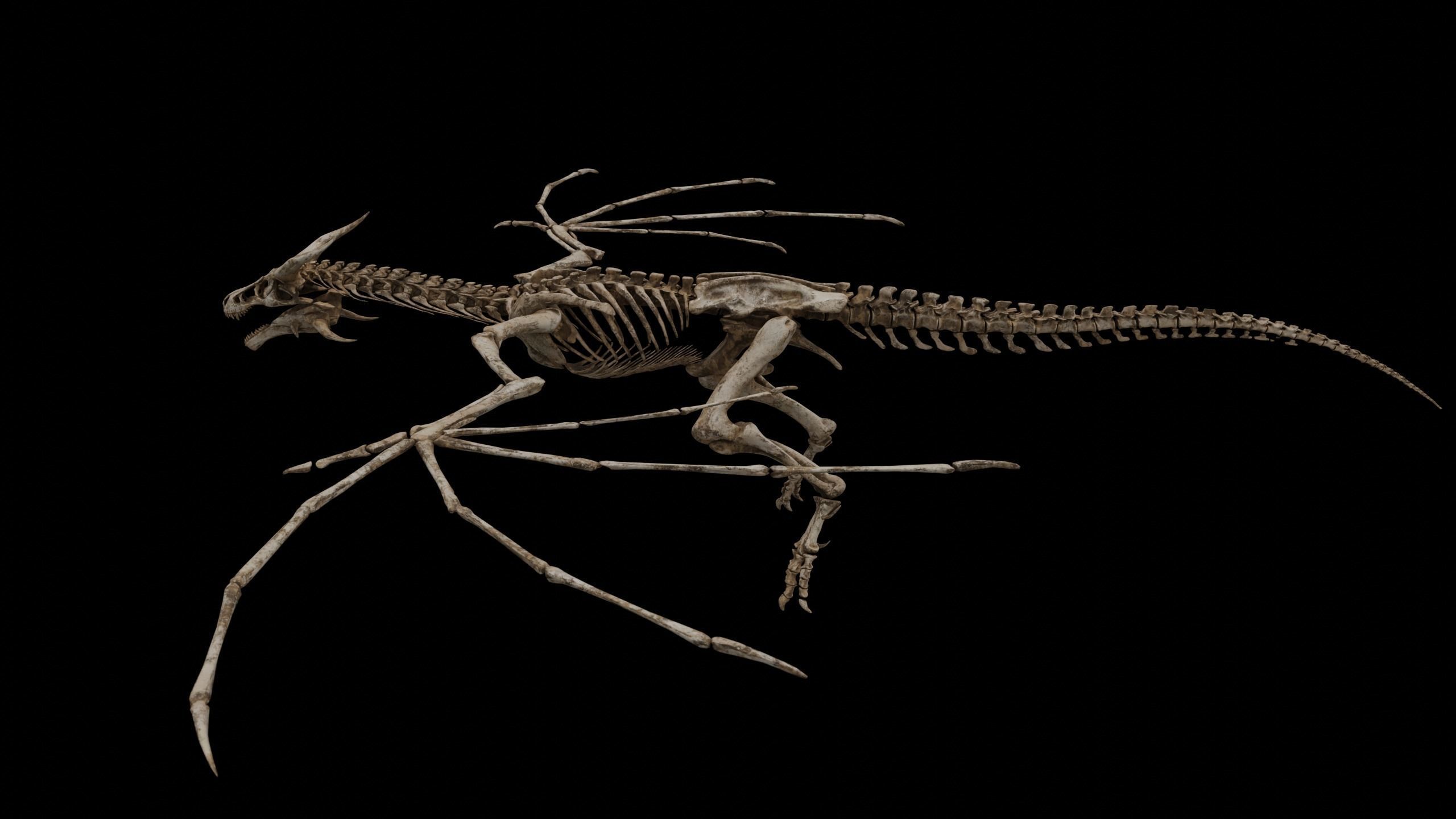 Dragon Wyvern Skeleton Low-poly 3D model_20