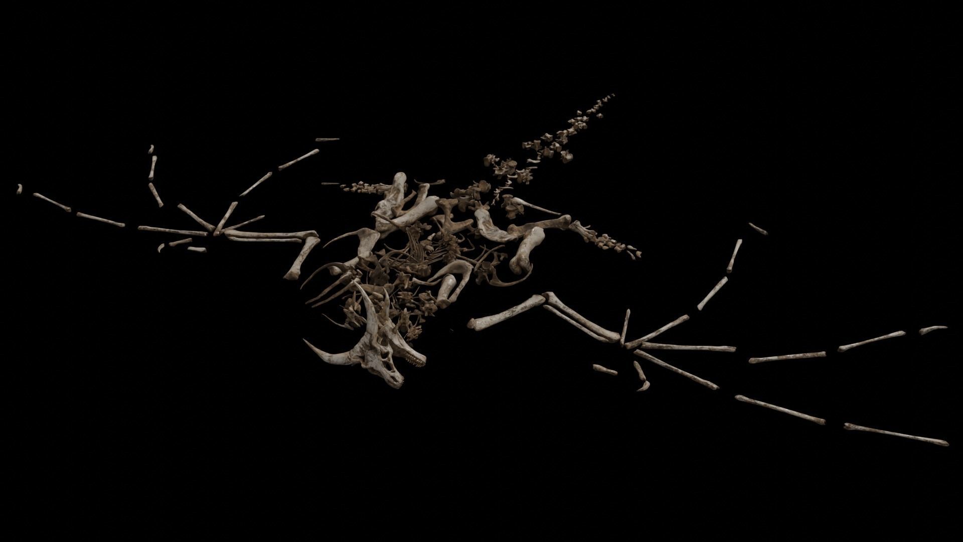 Dragon Wyvern Skeleton Low-poly 3D model_26