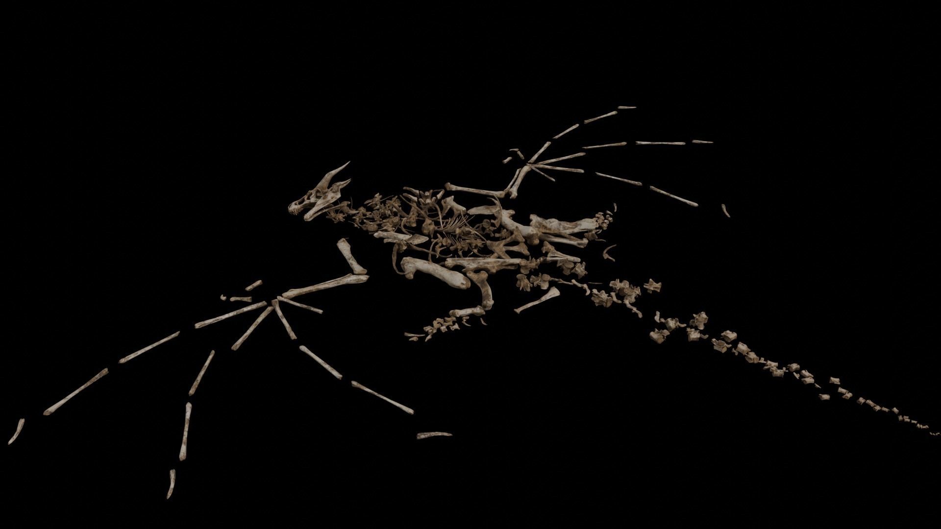 Dragon Wyvern Skeleton Low-poly 3D model_15