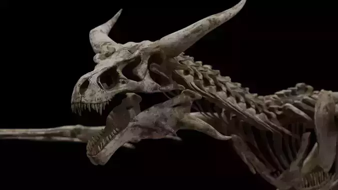 Dragon Wyvern Skeleton Low-poly 3D model