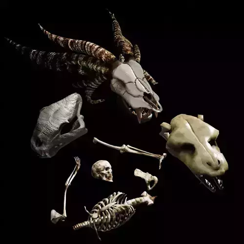 UNIVERSAL BONE PACK 3D Model Collection UNIVERSAL BONE PACK 3D Model Collection