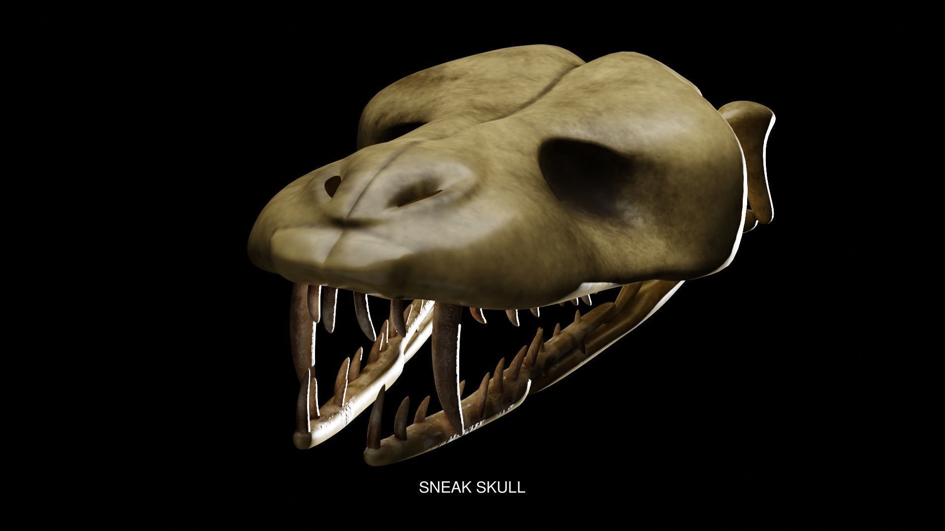 UNIVERSAL BONE PACK 3D Model Collection_5