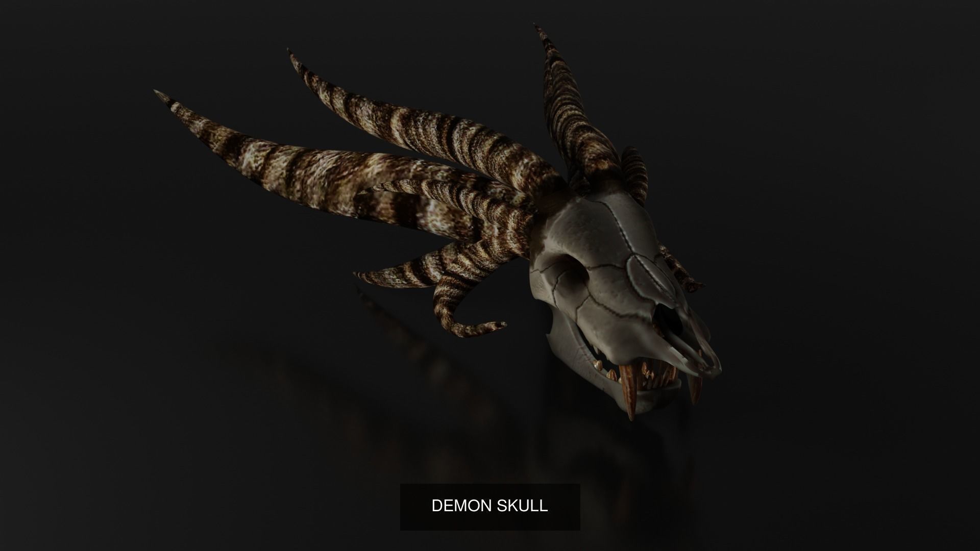 UNIVERSAL BONE PACK 3D Model Collection_2