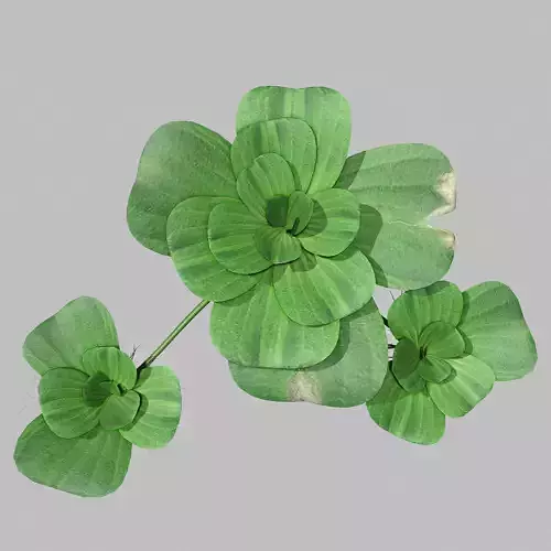 Pistia plant 3D model