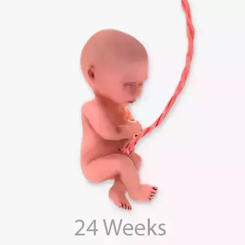 24 Weeks Human Fetus Low-poly 3D model