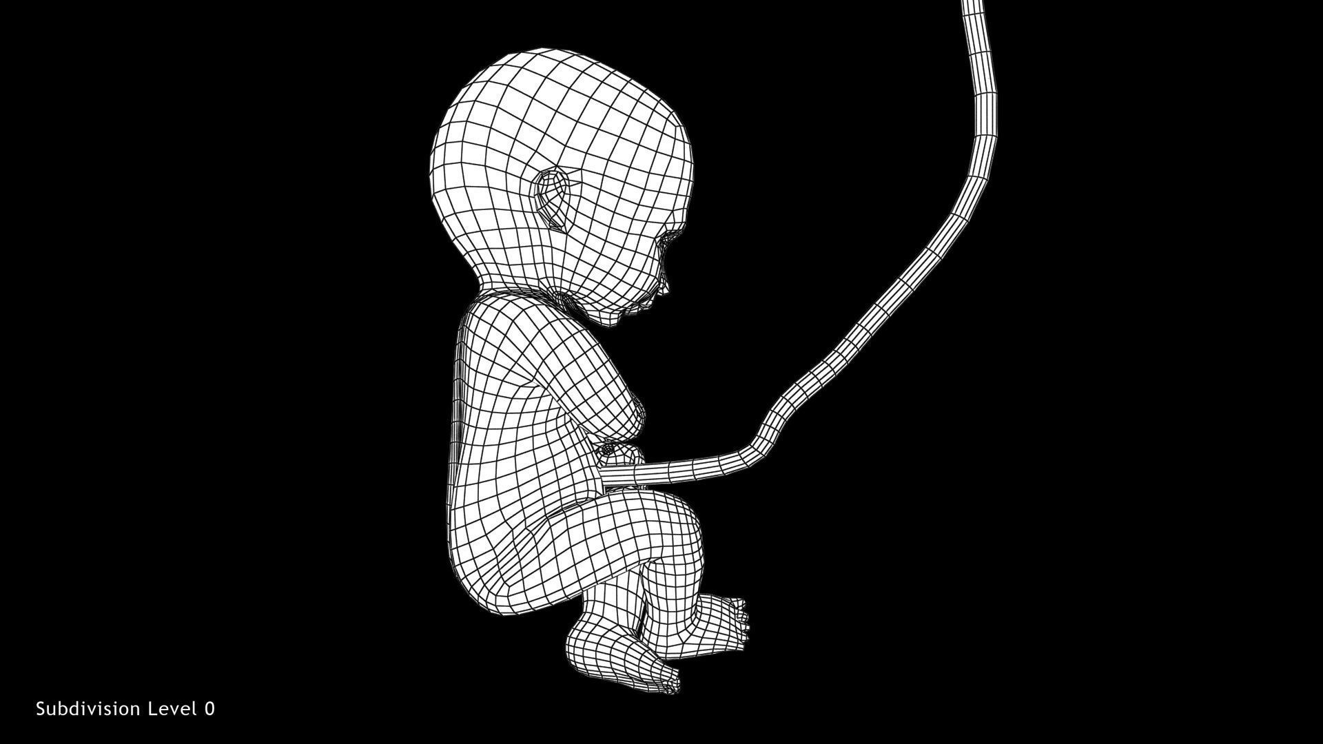 3D model 24 Weeks Human Fetus VR / AR / low-poly | CGTrader