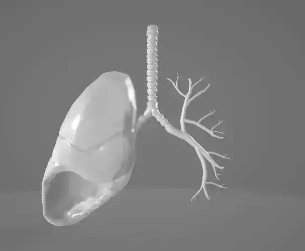  HUMAN LUNGS - ANATOMY 3D model