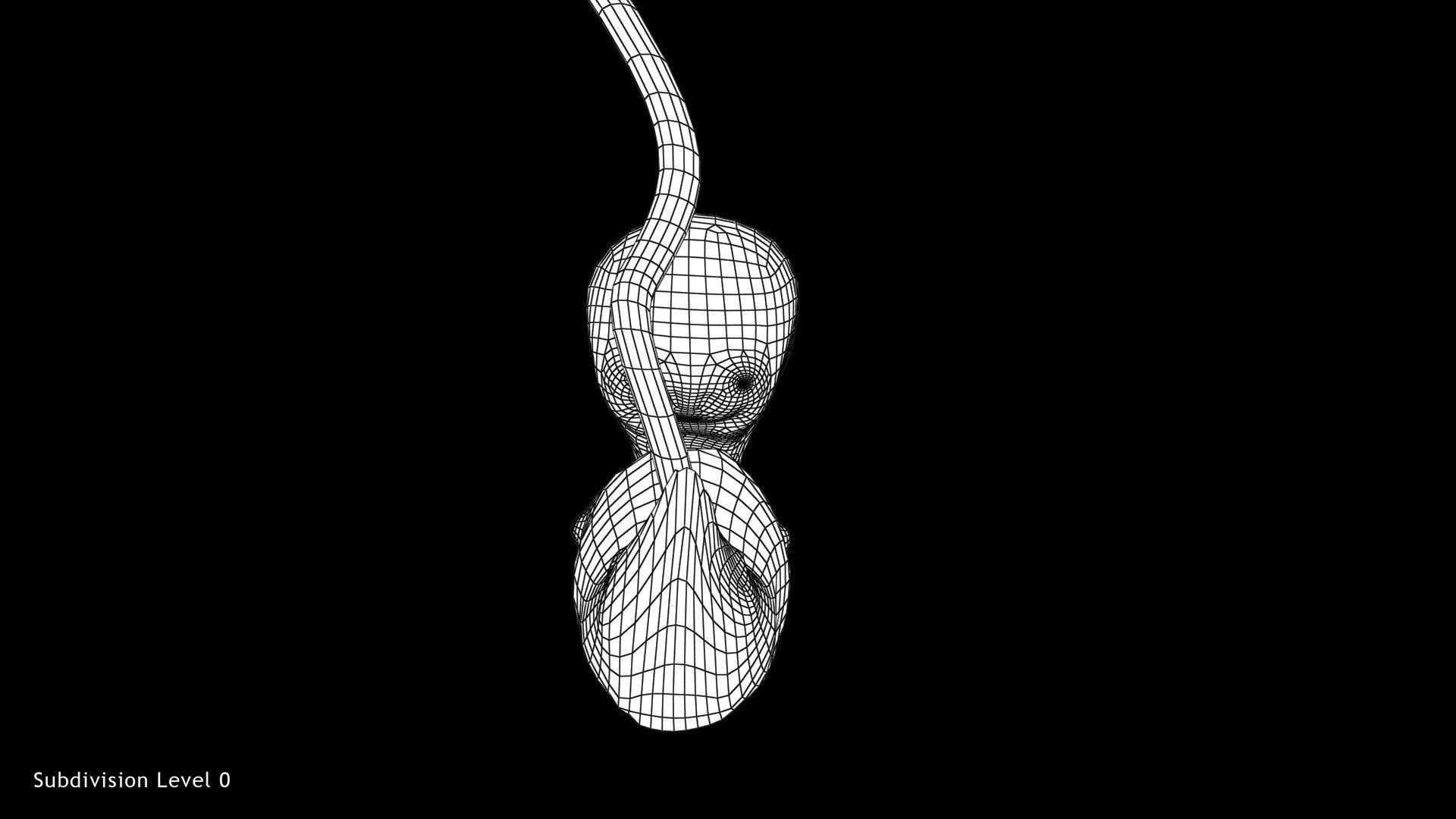 3D model 5 Weeks Human Fetus VR / AR / low-poly | CGTrader