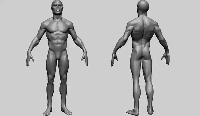 Base Male Anatomy B 3D model