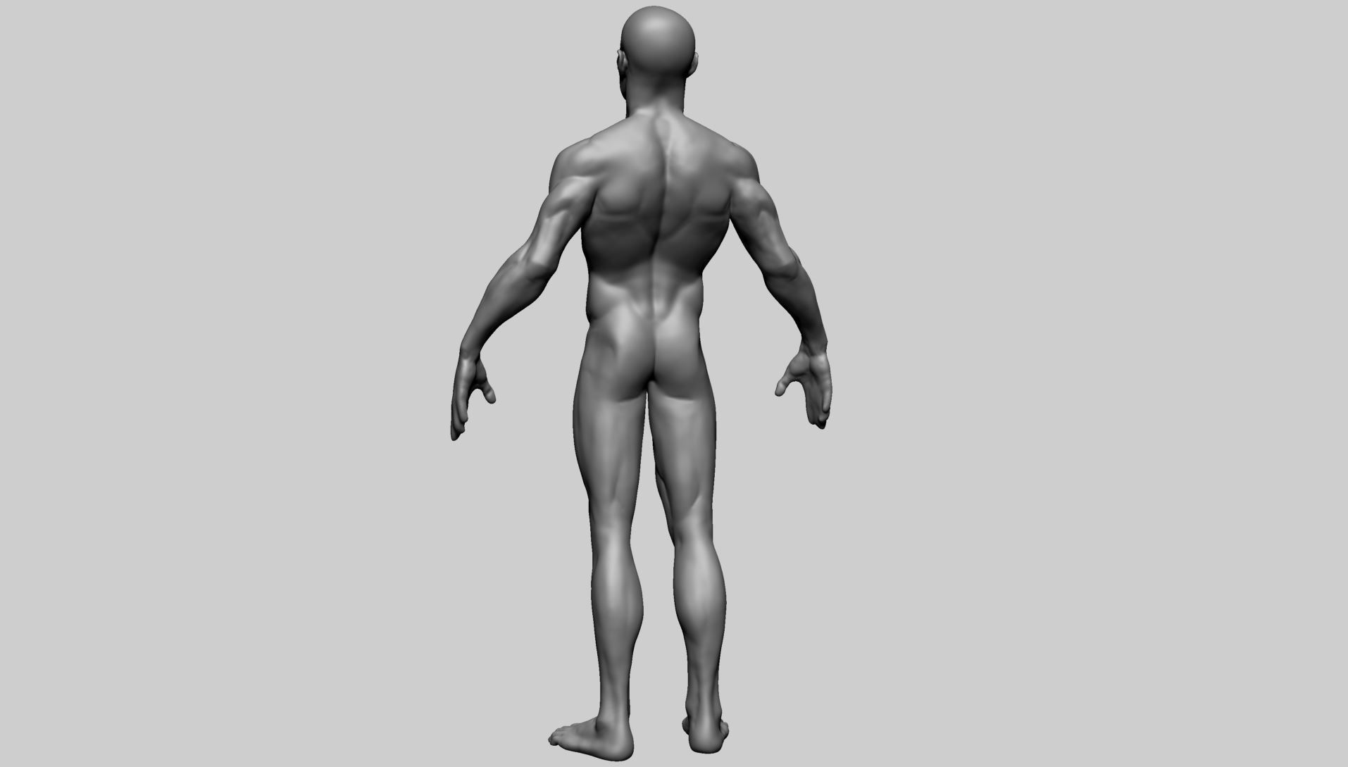 Base Male Anatomy B 3D model_2