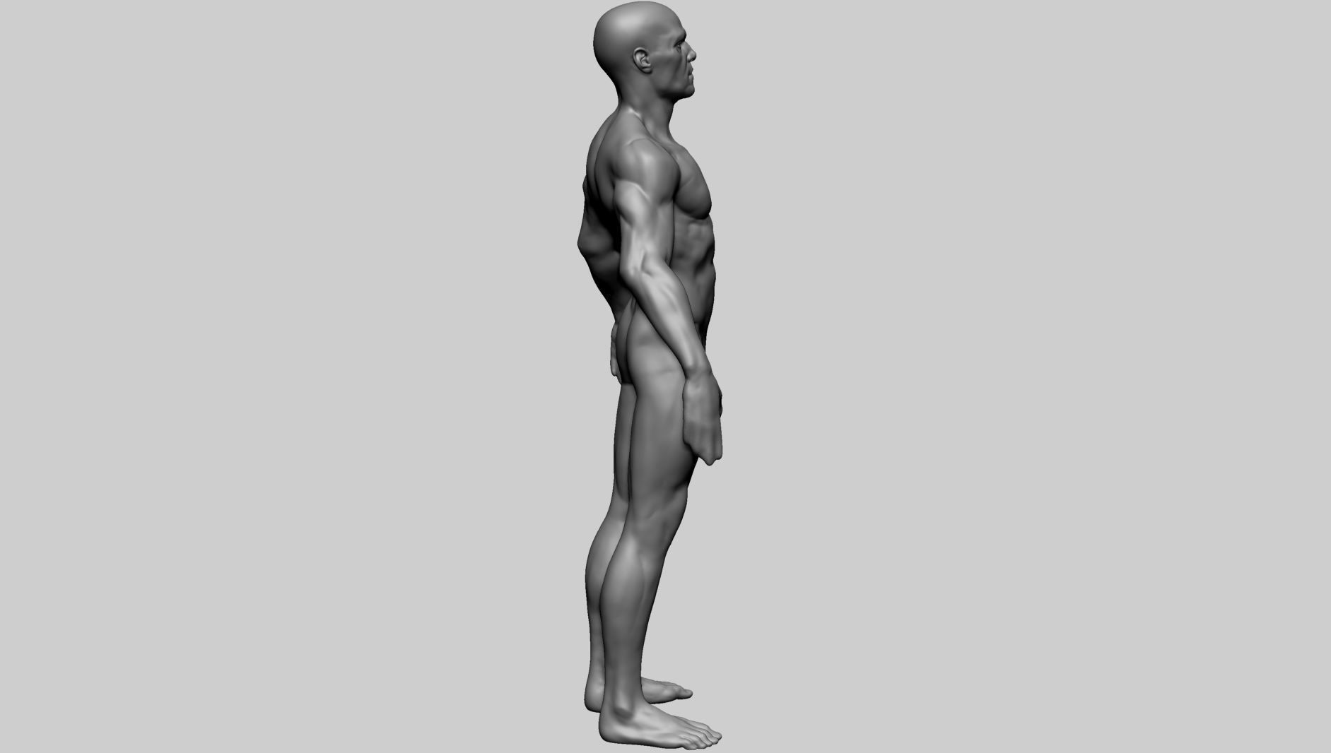 Base Male Anatomy B 3D model_4
