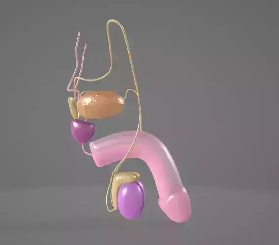 THE MALE REPRODUCTIVE SYSTEM - ANATOMY 3D model