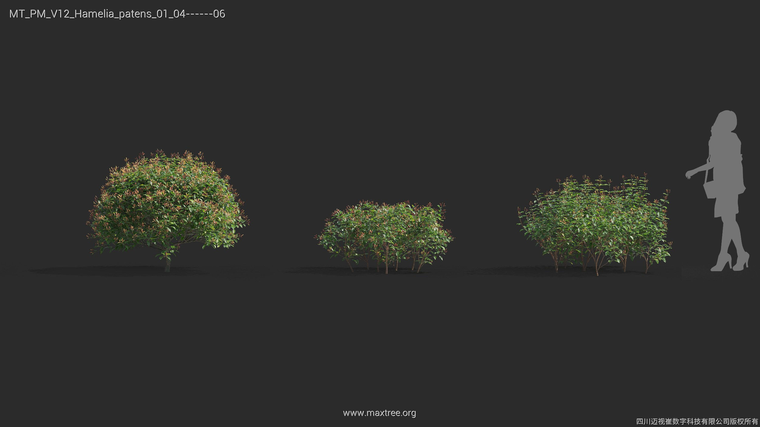 Maxtree Plant Models Vol 12 - Mesh 3D model_20