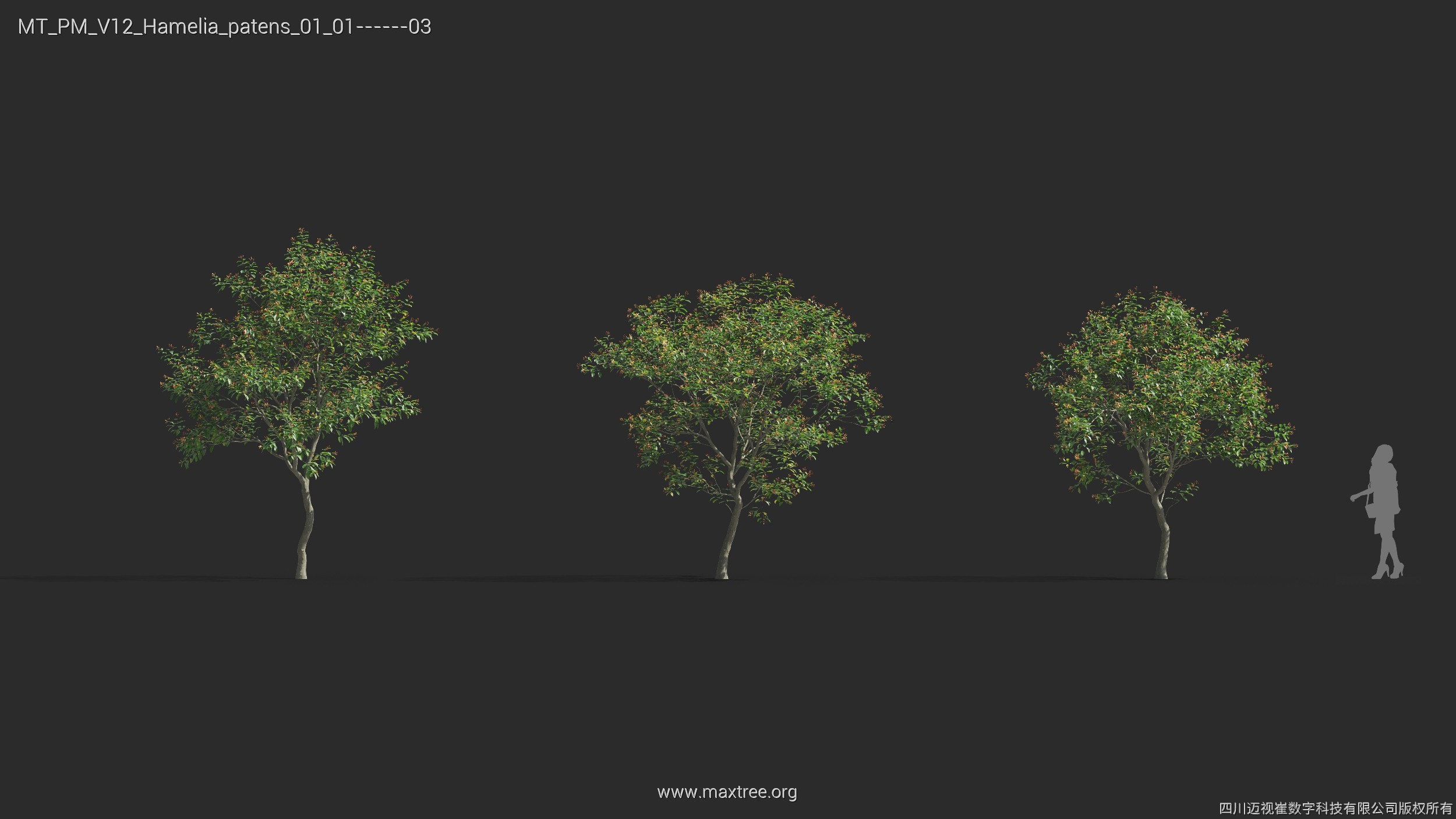 Maxtree Plant Models Vol 12 - Mesh 3D model_19