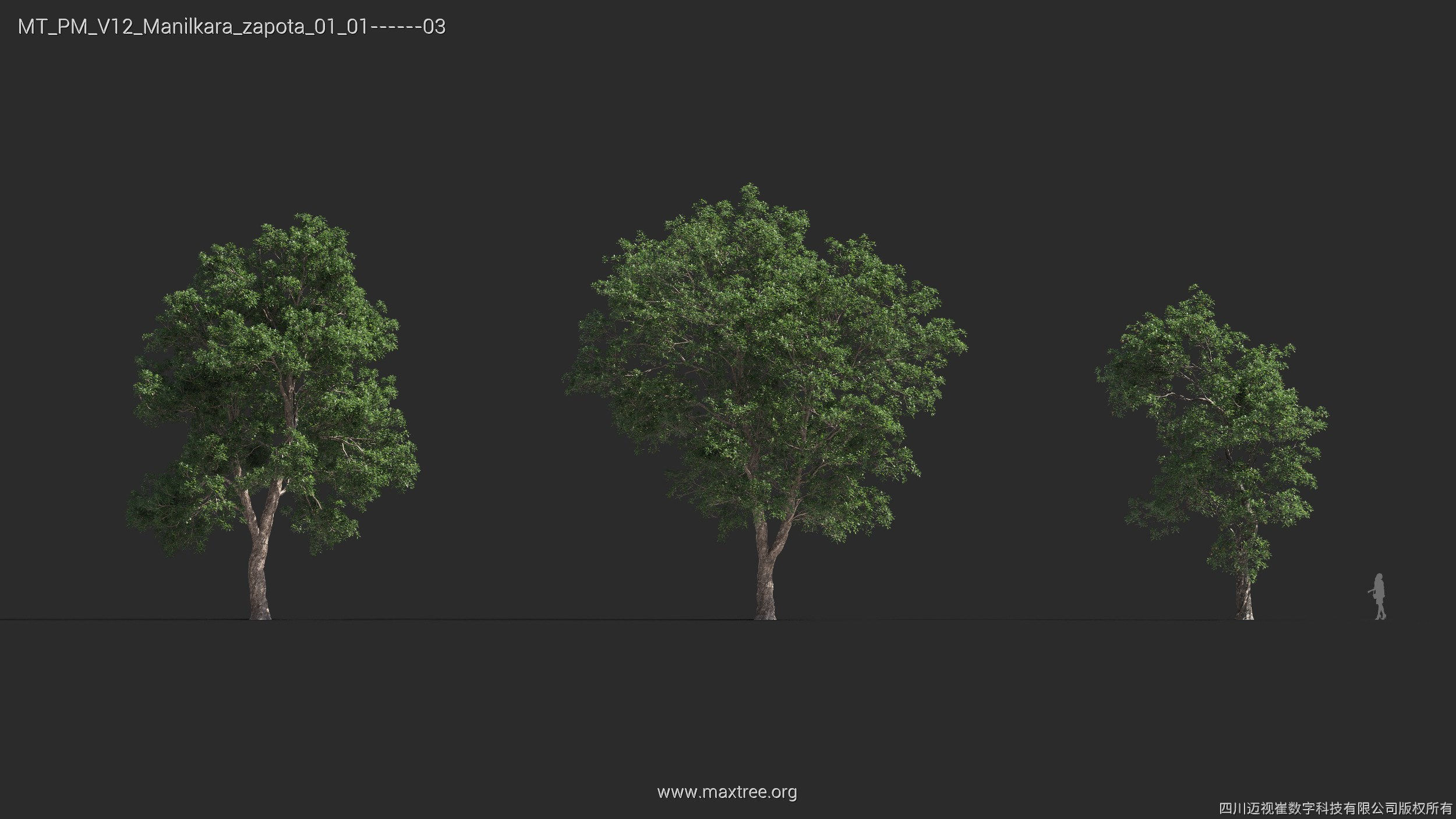 Maxtree Plant Models Vol 12 - Mesh 3D model_23