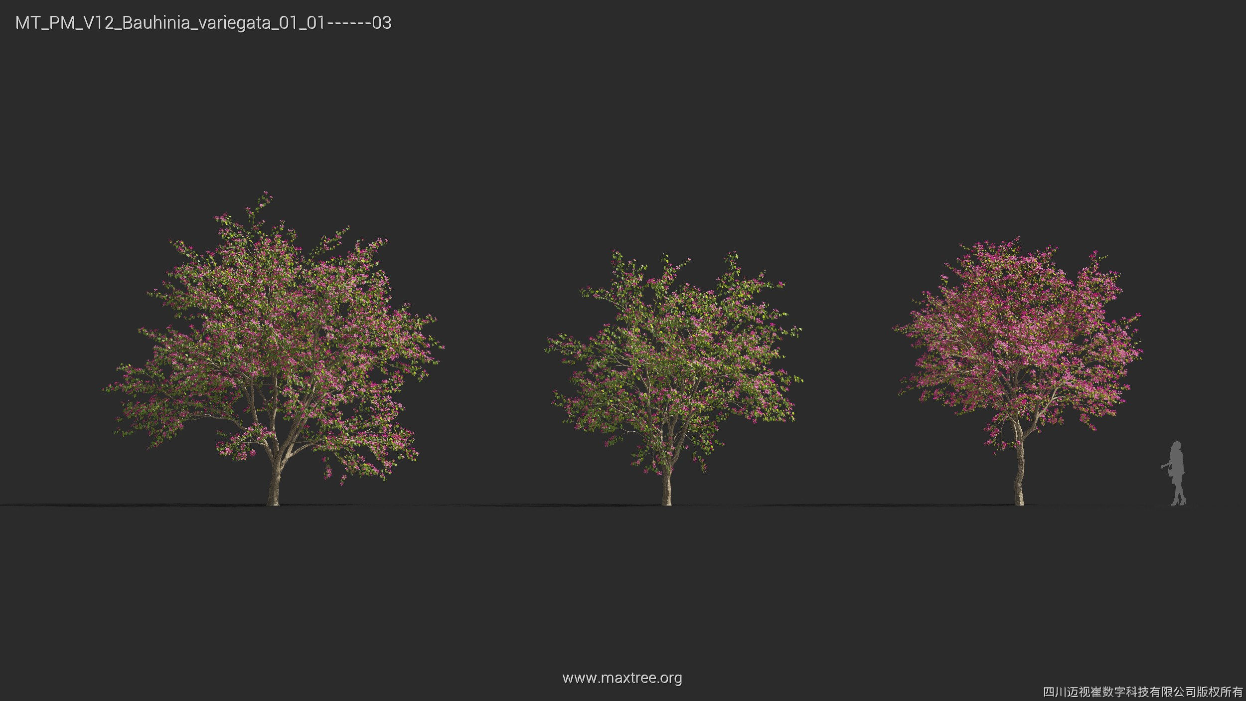 Maxtree Plant Models Vol 12 - Mesh 3D model_7