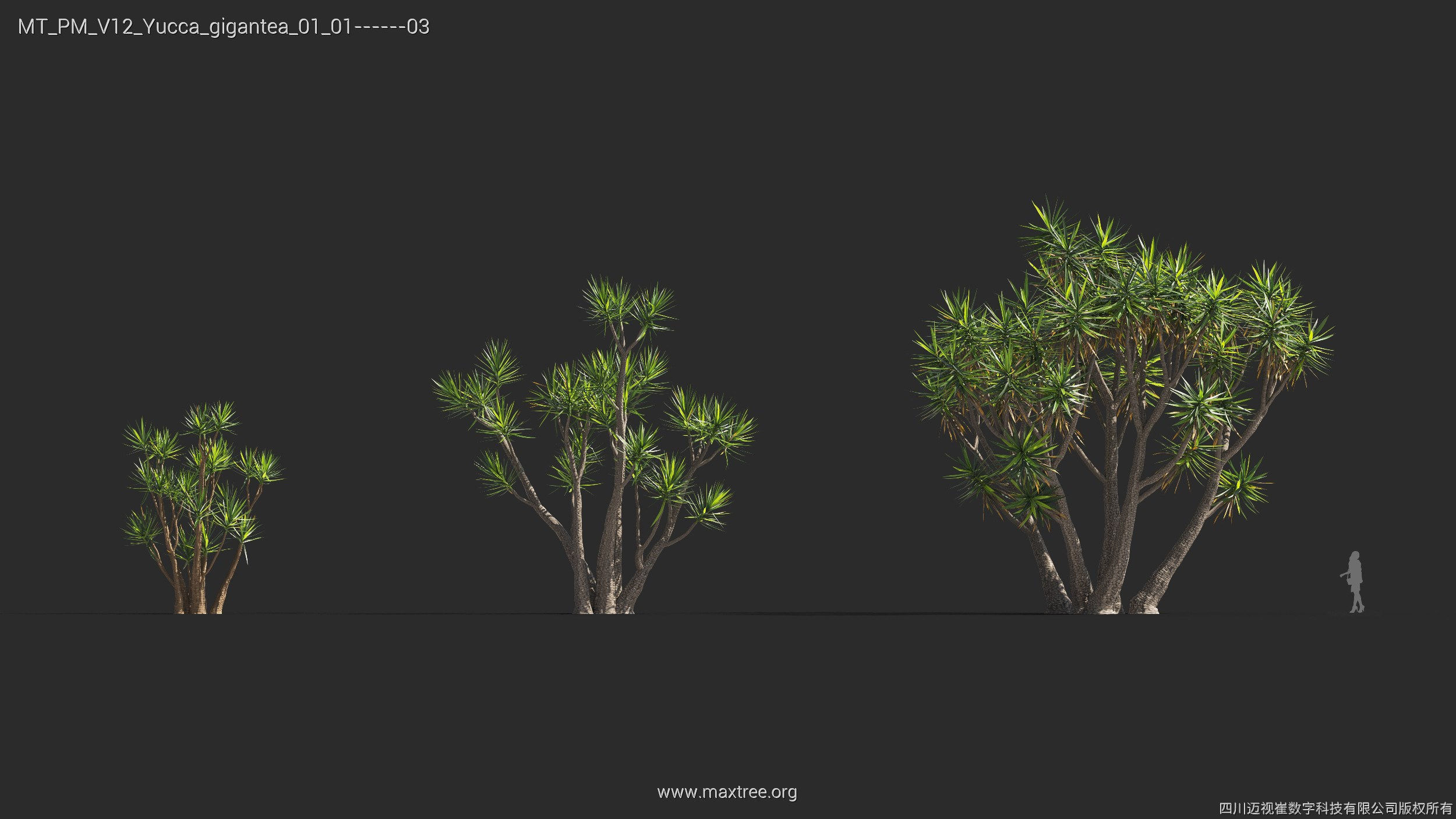 Maxtree Plant Models Vol 12 - Mesh 3D model_27
