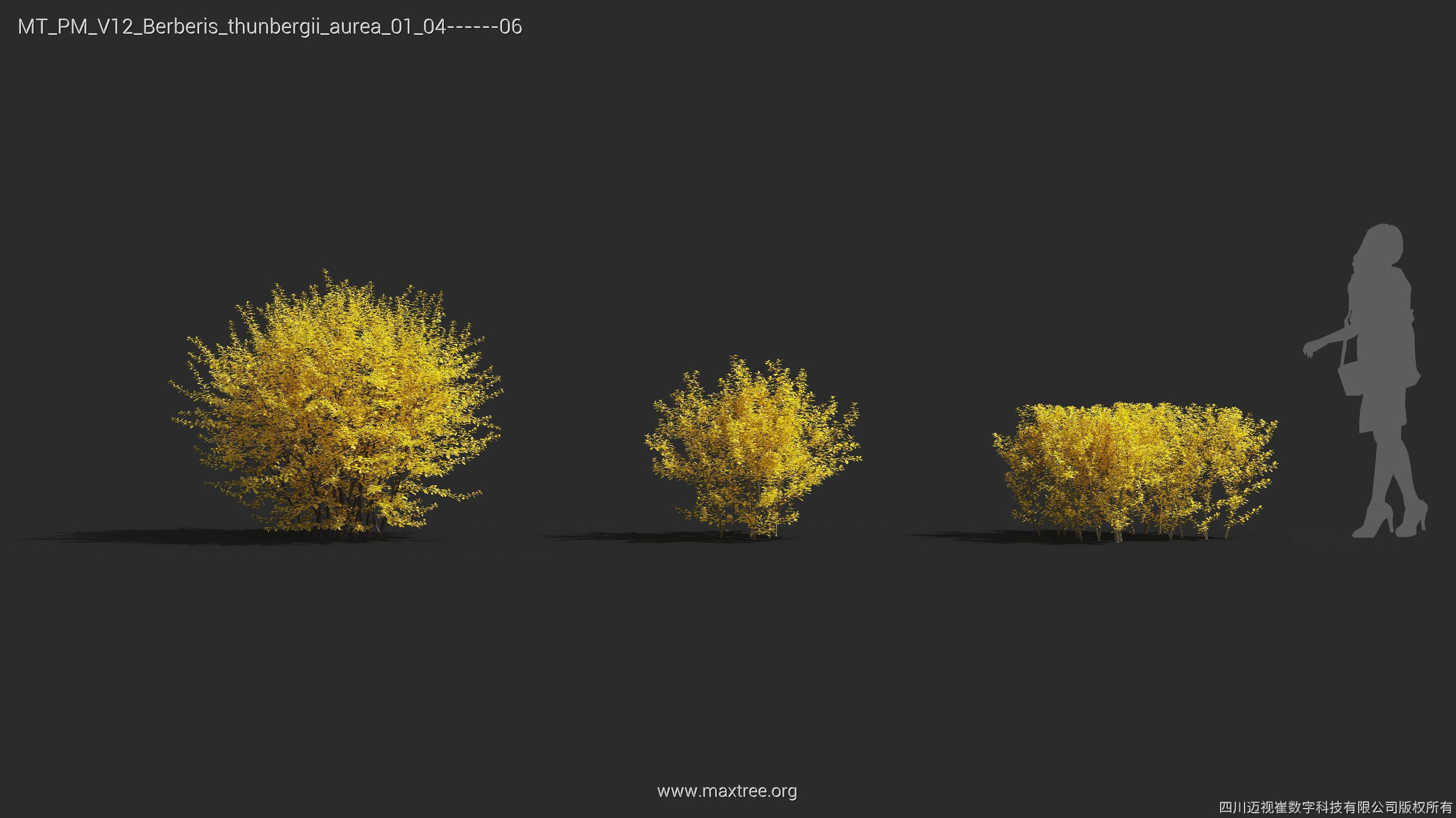 Maxtree Plant Models Vol 12 - Mesh 3D model_10