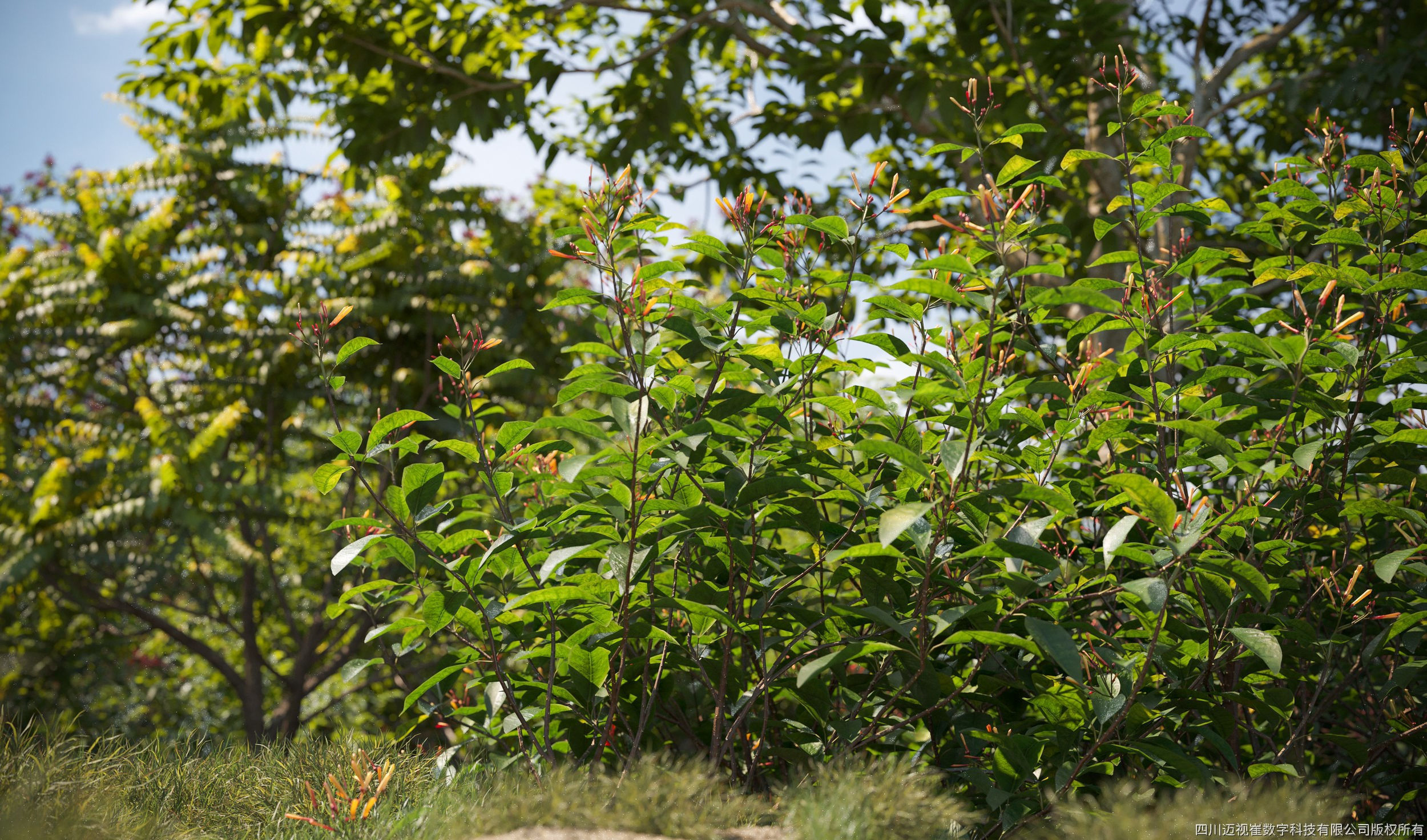 Maxtree Plant Models Vol 12 - Mesh 3D model_1