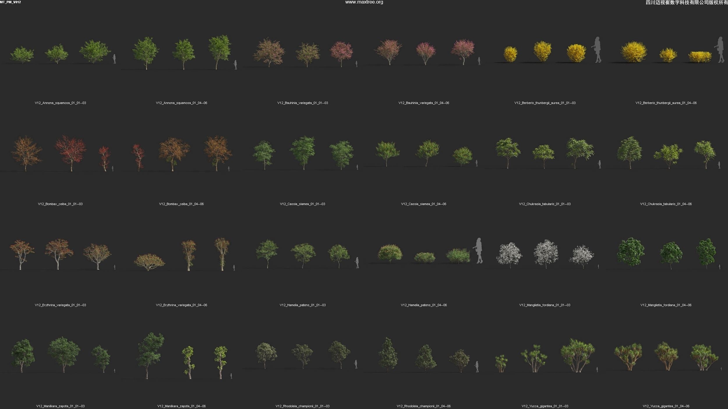 Maxtree Plant Models Vol 12 - Mesh 3D model_4