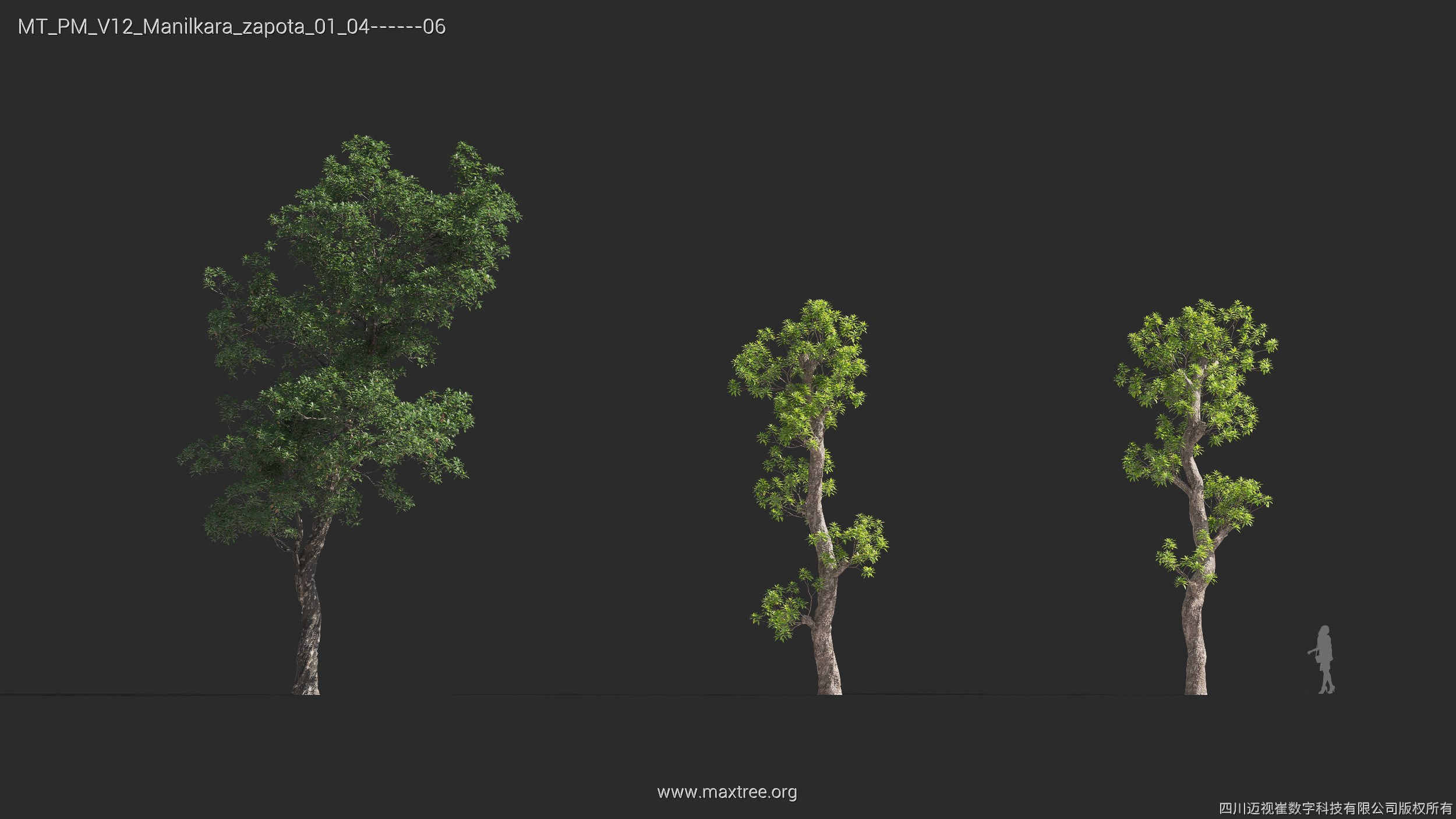 Maxtree Plant Models Vol 12 - Mesh 3D model_24