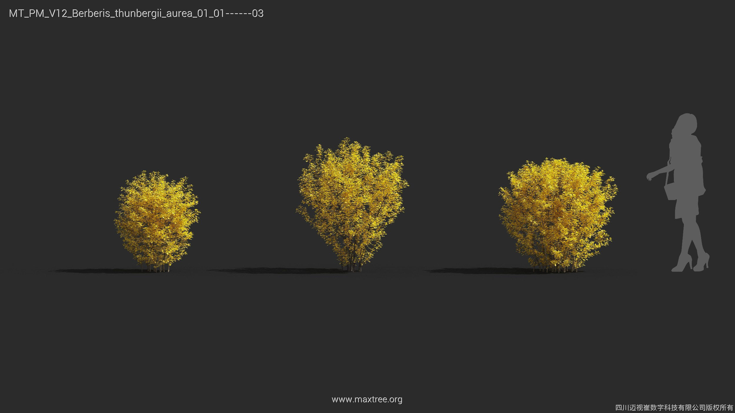 Maxtree Plant Models Vol 12 - Mesh 3D model_9