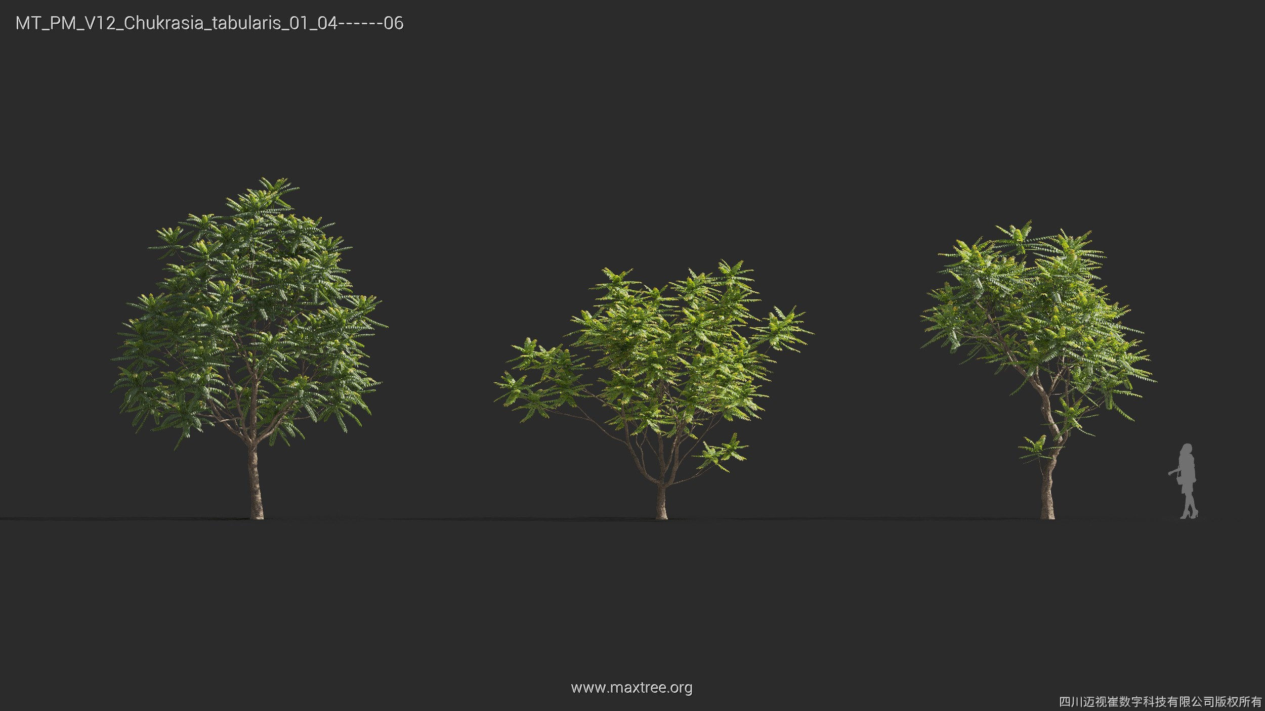 Maxtree Plant Models Vol 12 - Mesh 3D model_16