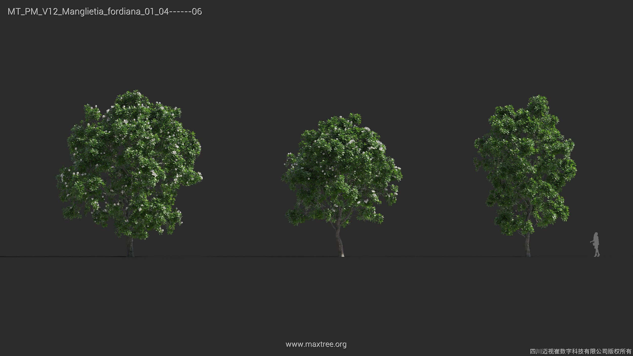 Maxtree Plant Models Vol 12 - Mesh 3D model_22