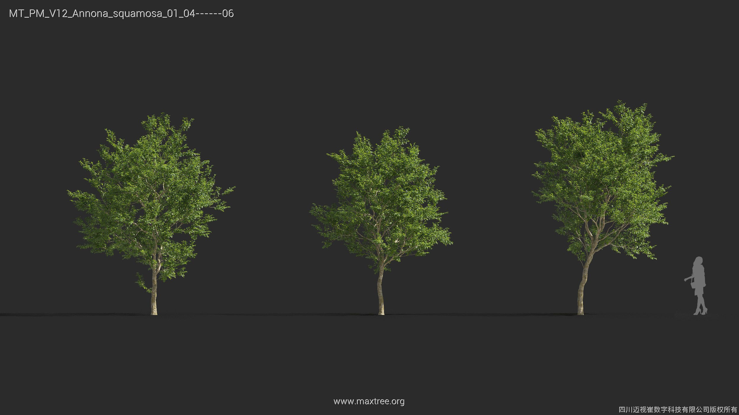 Maxtree Plant Models Vol 12 - Mesh 3D model_6