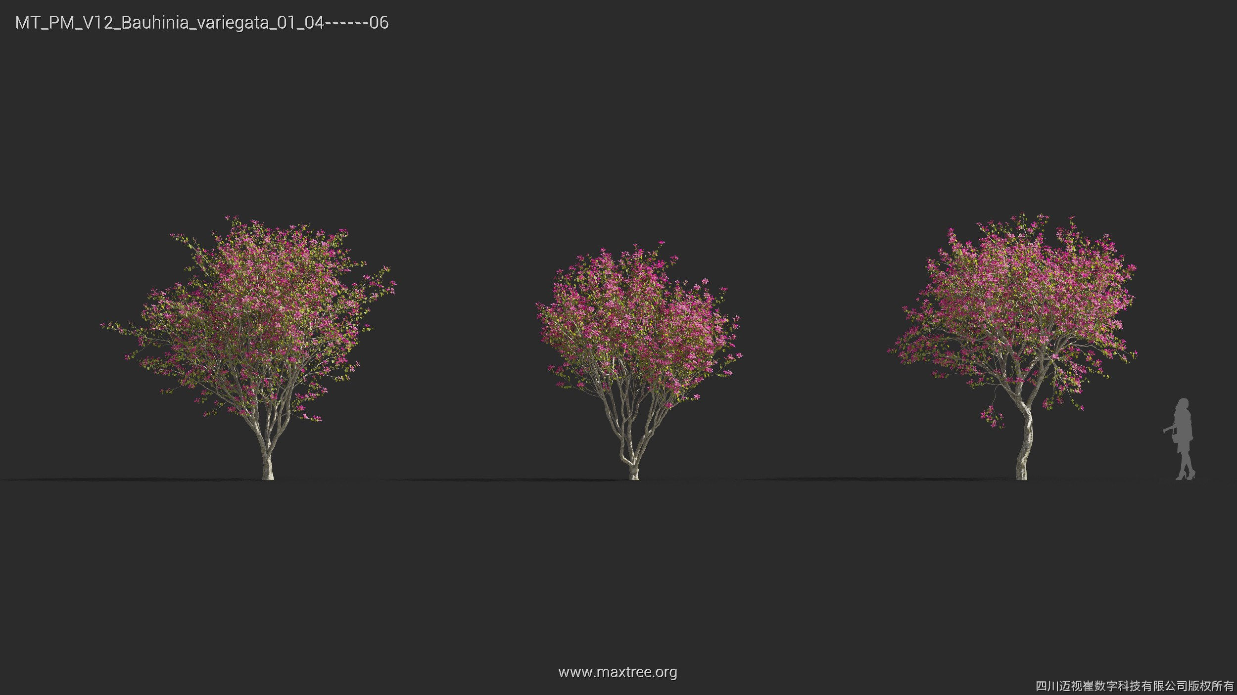 Maxtree Plant Models Vol 12 - Mesh 3D model_8