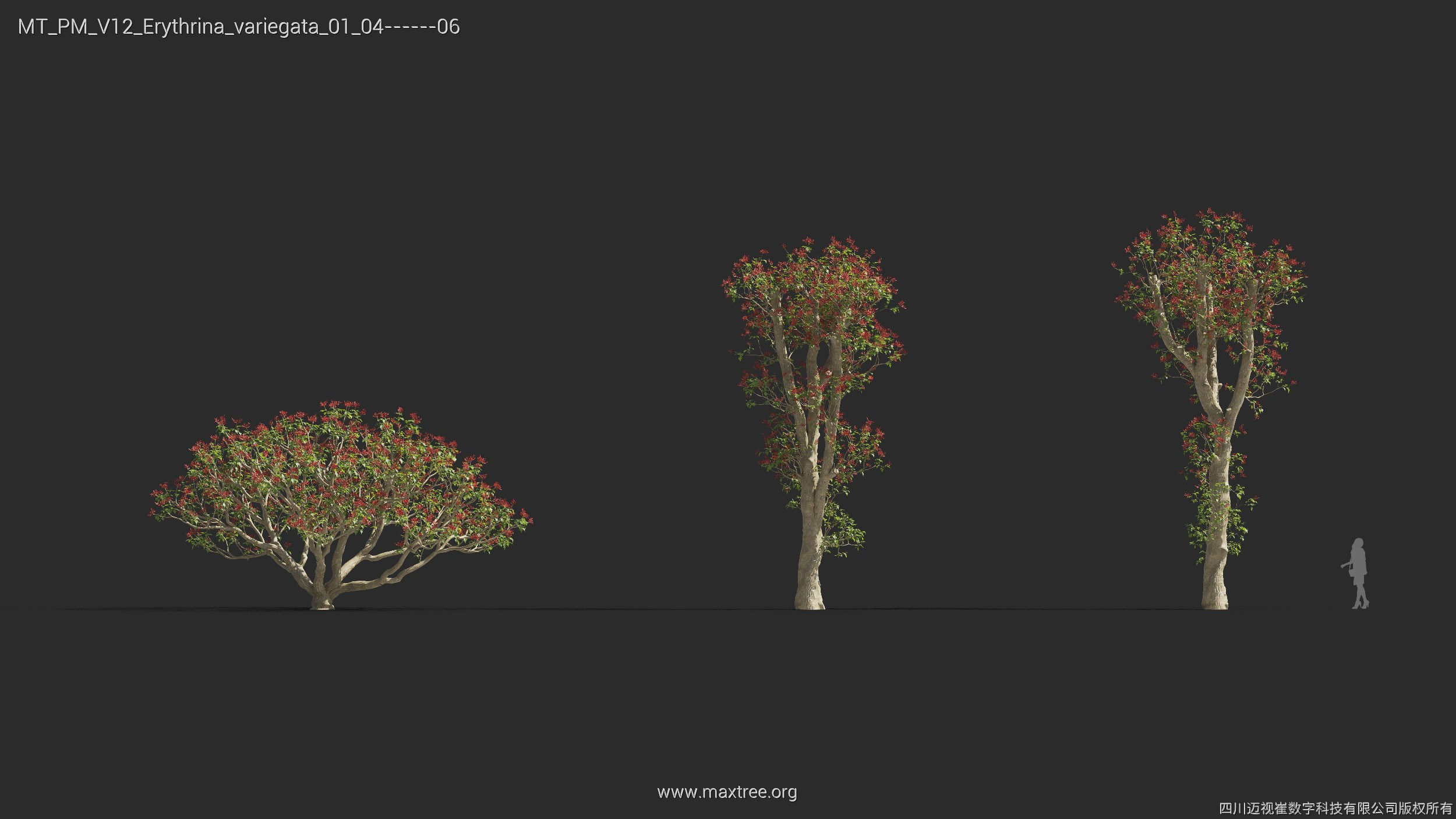 Maxtree Plant Models Vol 12 - Mesh 3D model_18