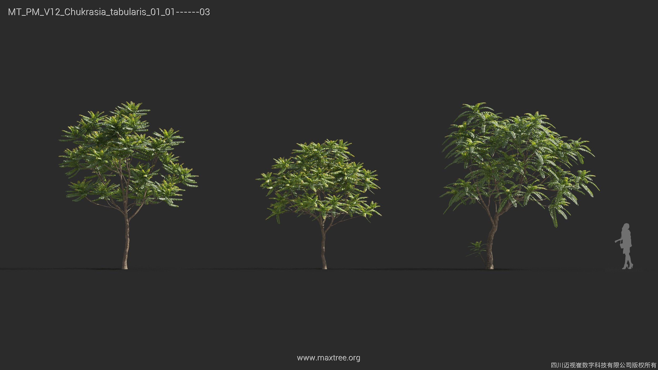Maxtree Plant Models Vol 12 - Mesh 3D model_15