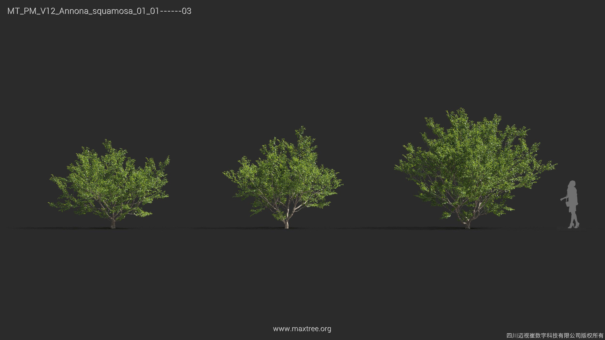 Maxtree Plant Models Vol 12 - Mesh 3D model_5