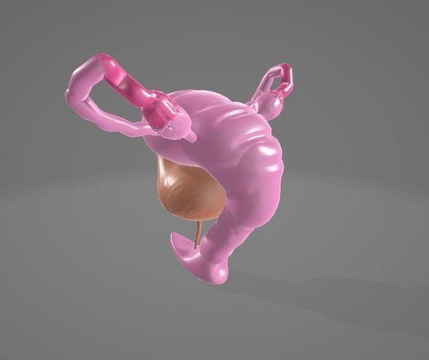 FEMALE REPRODUCTIVE SYSTEM - ANATOMY 3D model_3