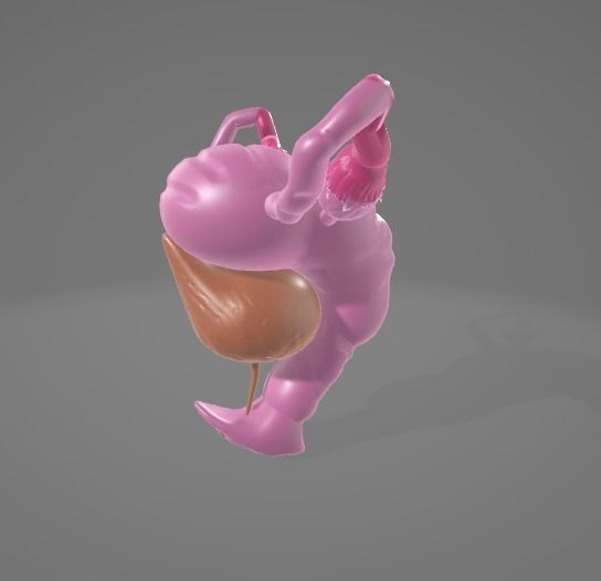 FEMALE REPRODUCTIVE SYSTEM - ANATOMY 3D model_6