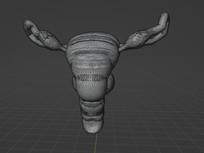 FEMALE REPRODUCTIVE SYSTEM - ANATOMY 3D model_9