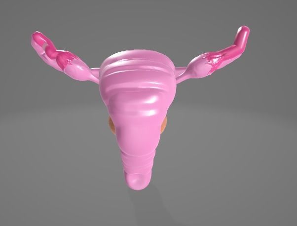 FEMALE REPRODUCTIVE SYSTEM - ANATOMY 3D model_4