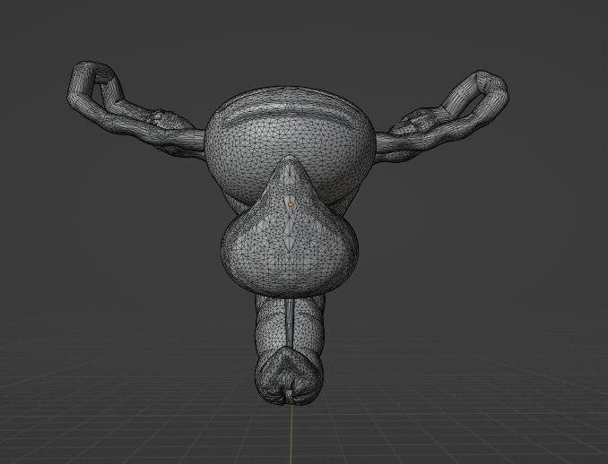 FEMALE REPRODUCTIVE SYSTEM - ANATOMY 3D model_7