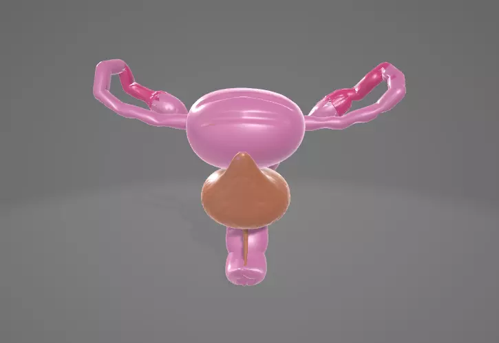 FEMALE REPRODUCTIVE SYSTEM - ANATOMY 3D model_0