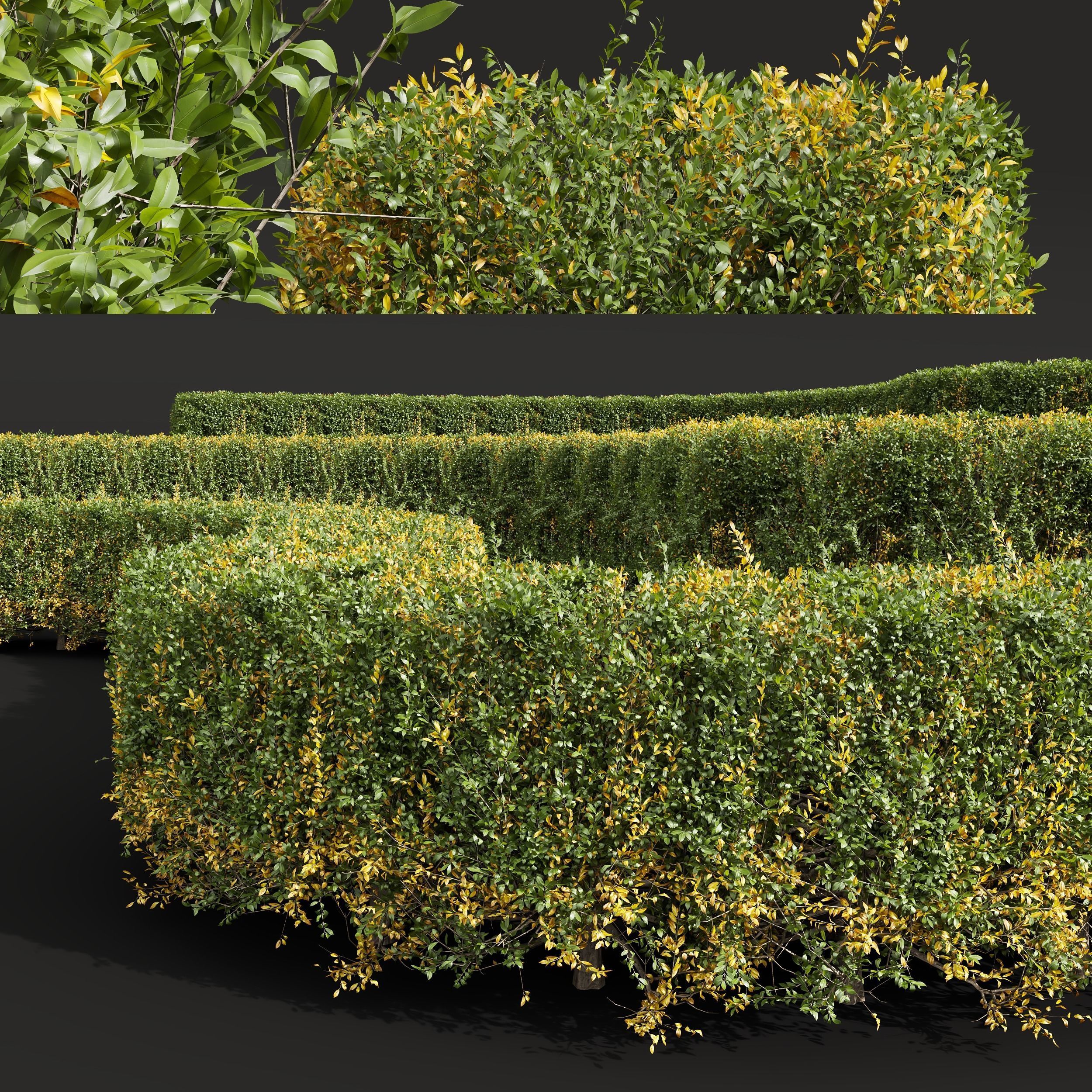 New Plant Ligustrum Quihoui Privet Pruned Box 3D model_2