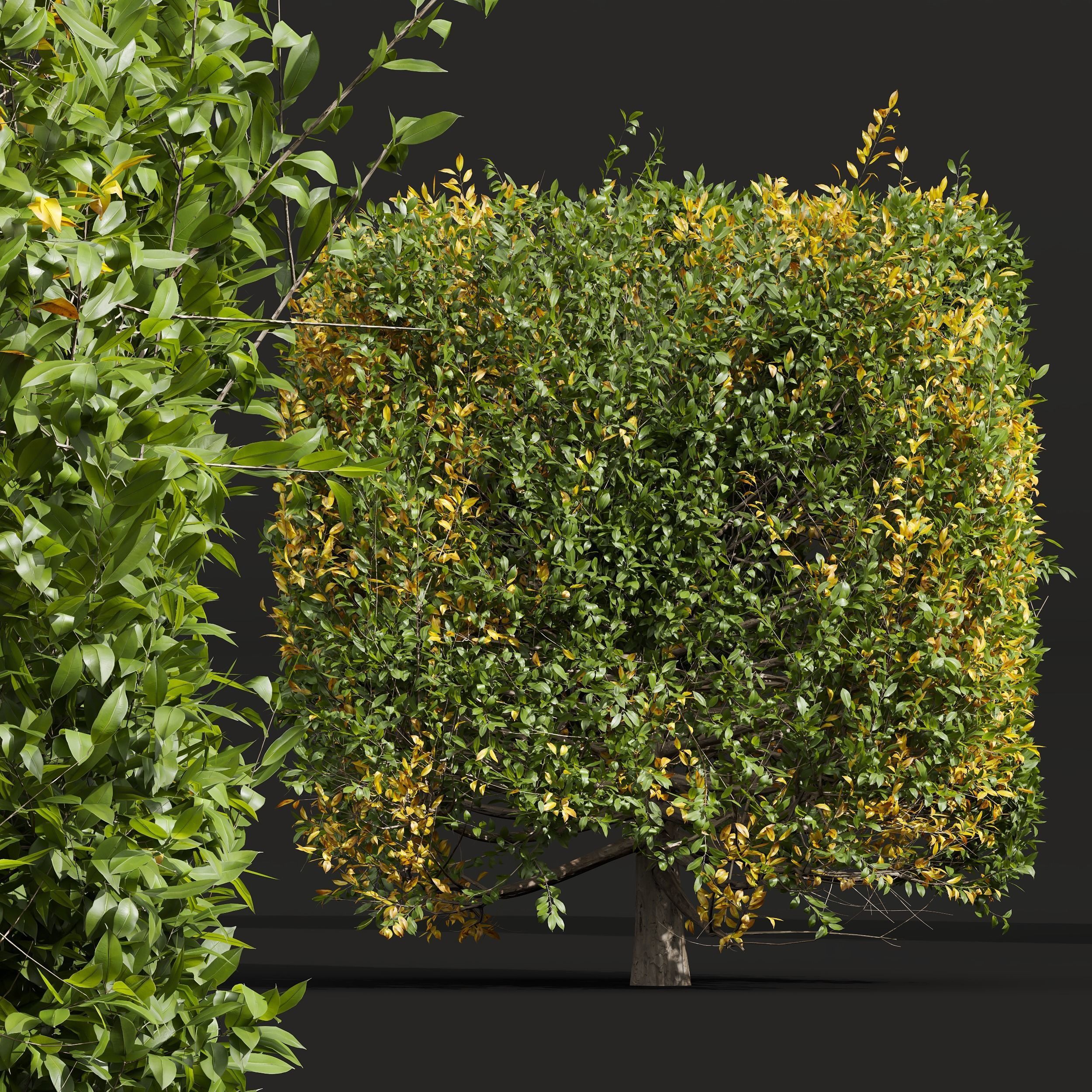 New Plant Ligustrum Quihoui Privet Pruned Box 3D model_1