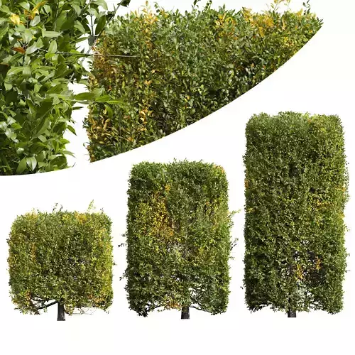 New Plant Ligustrum Quihoui Privet Pruned Box 3D model