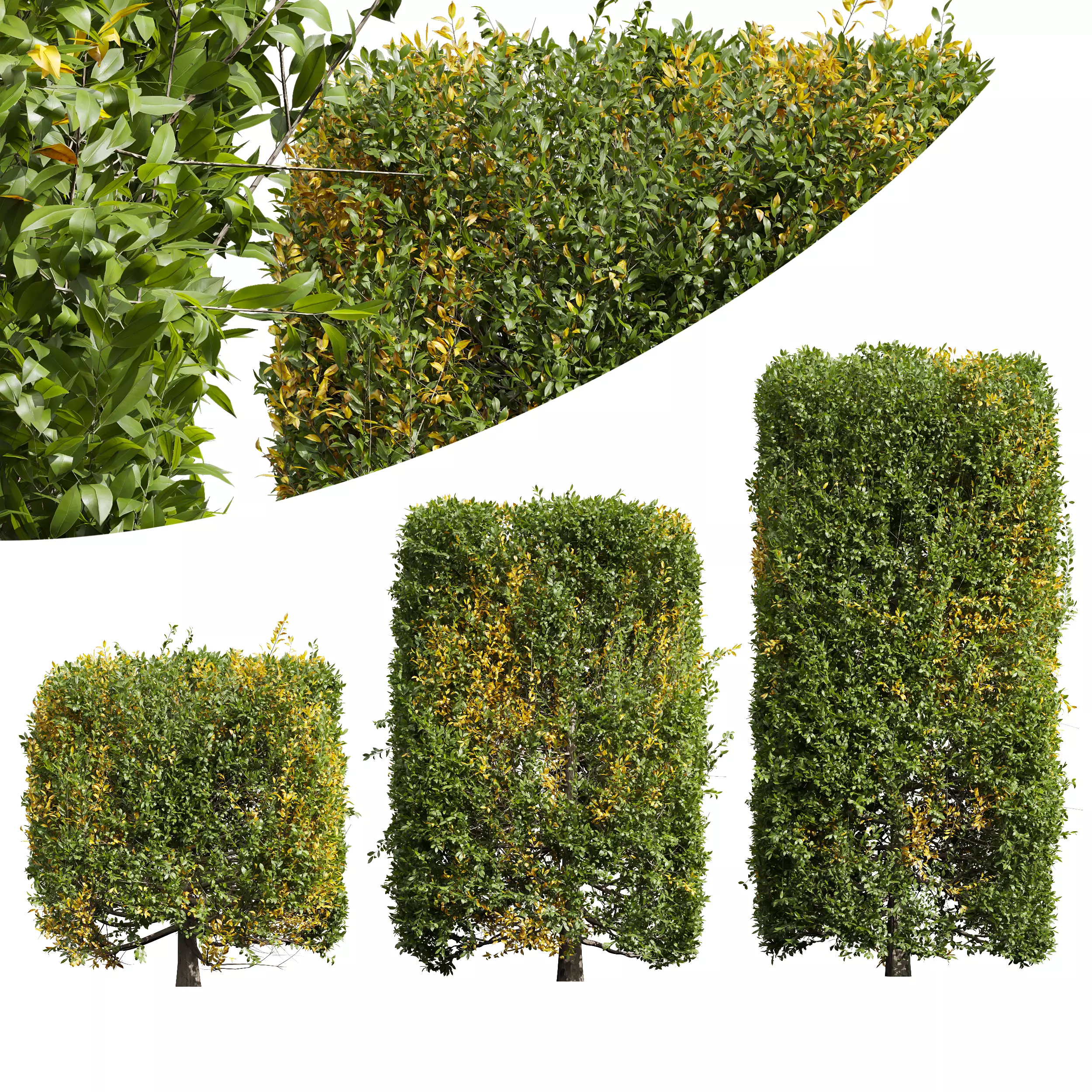 New Plant Ligustrum Quihoui Privet Pruned Box 3D model_0