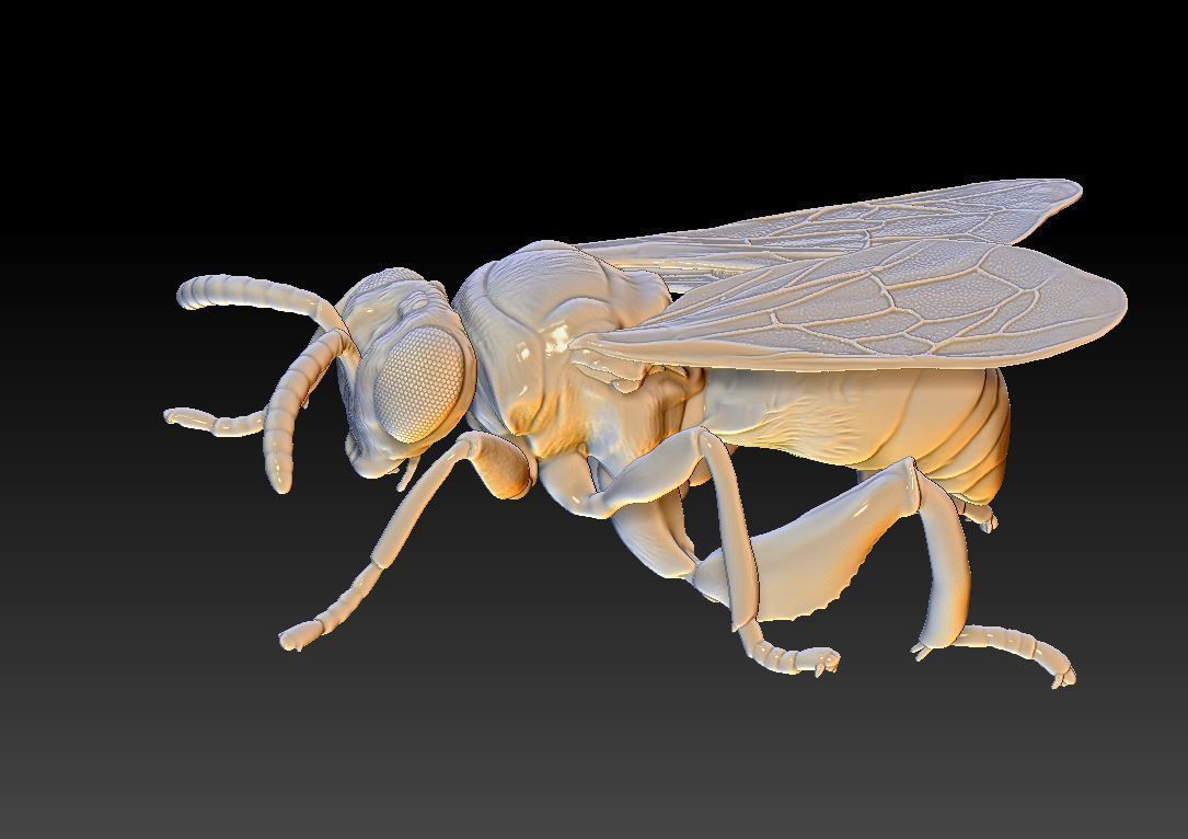 honey bee anatomy 3D print model_5