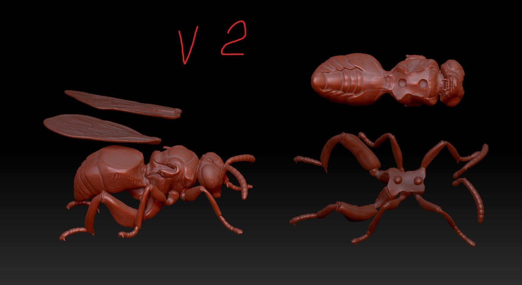 honey bee anatomy 3D print model_1