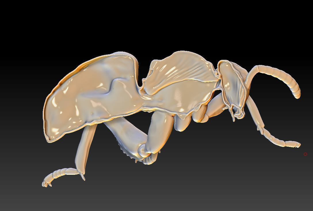 honey bee anatomy 3D print model_2