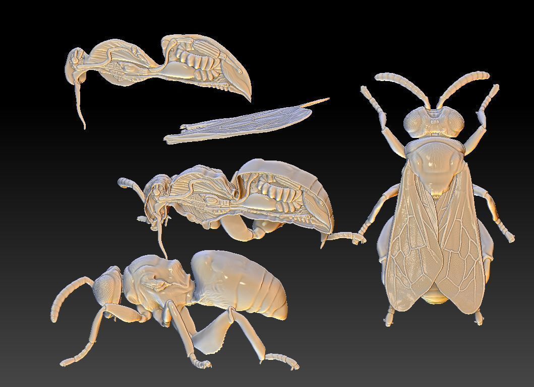 honey bee anatomy 3D print model_6