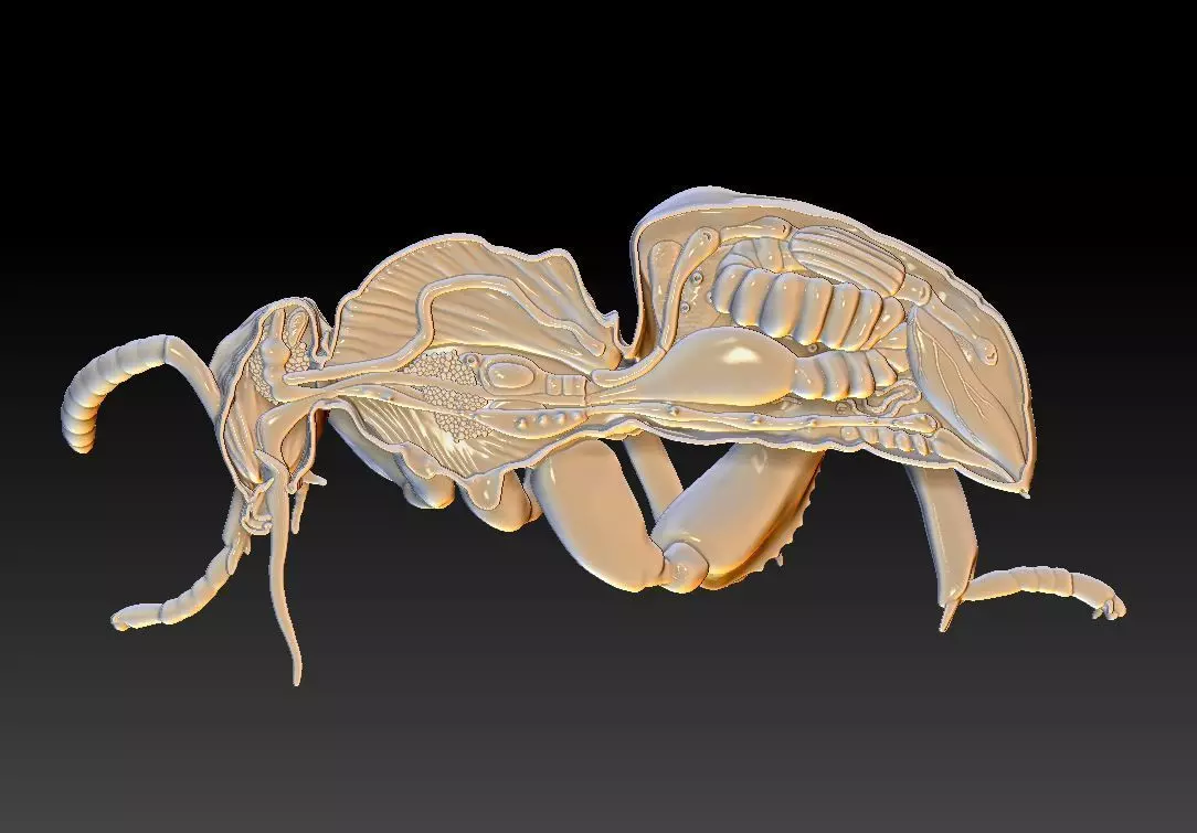 honey bee anatomy 3D print model_0