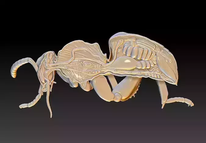 honey bee anatomy 3D print model